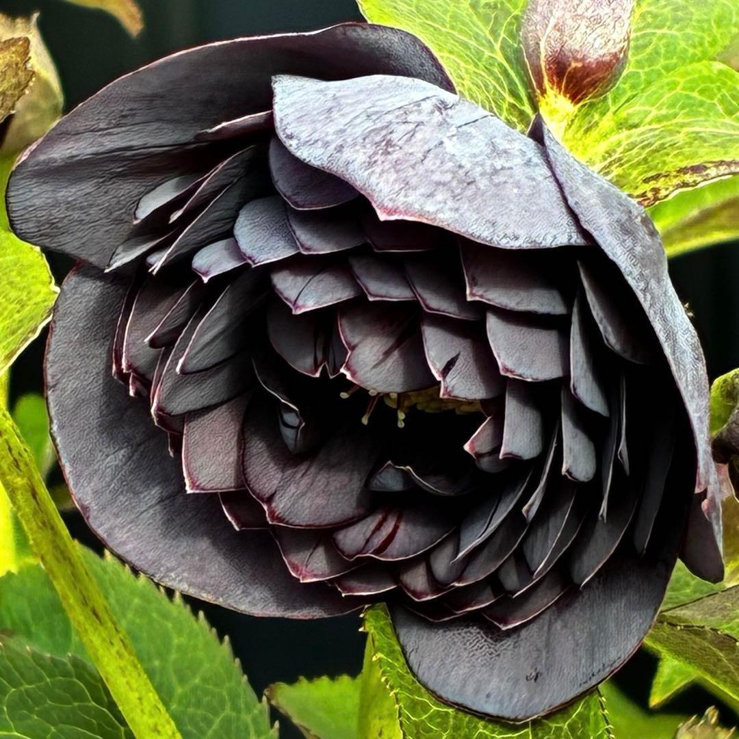 t*k様 3473☘️花付き☘️希少☘️極上☘️親株☘️⭐️黒⭐️多弁⭐️整形花