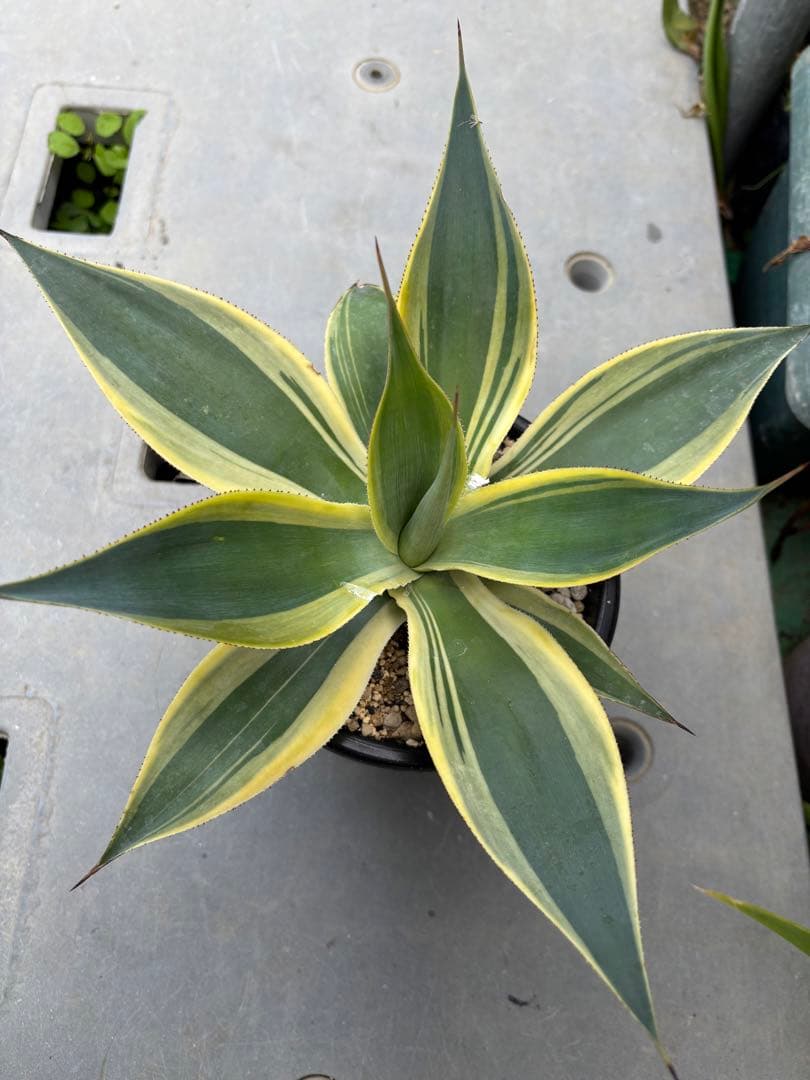 メルカリ便発送‼︎　ブルーフレーム　縞斑　鉢付き発送‼︎