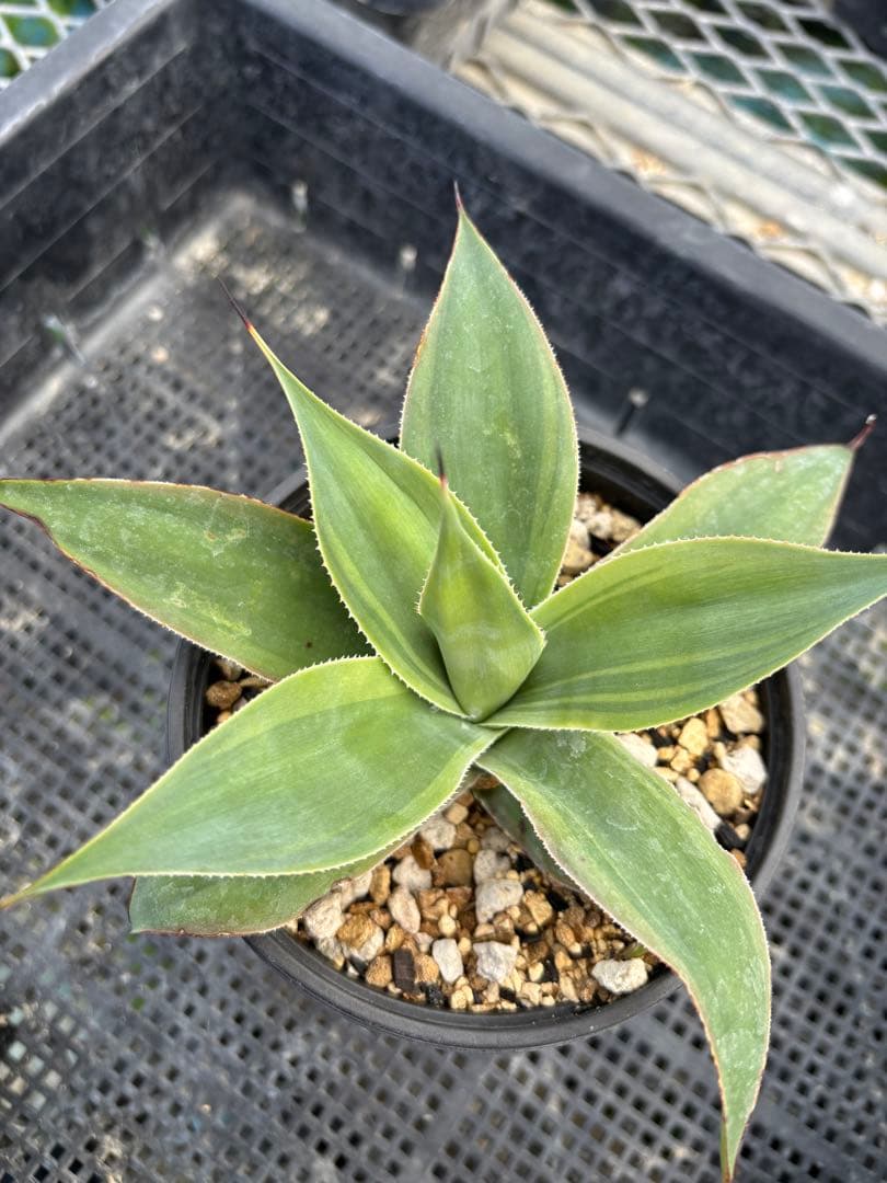 メルカリ便発送‼︎　ブルーフレーム　縞斑　鉢付き発送‼︎