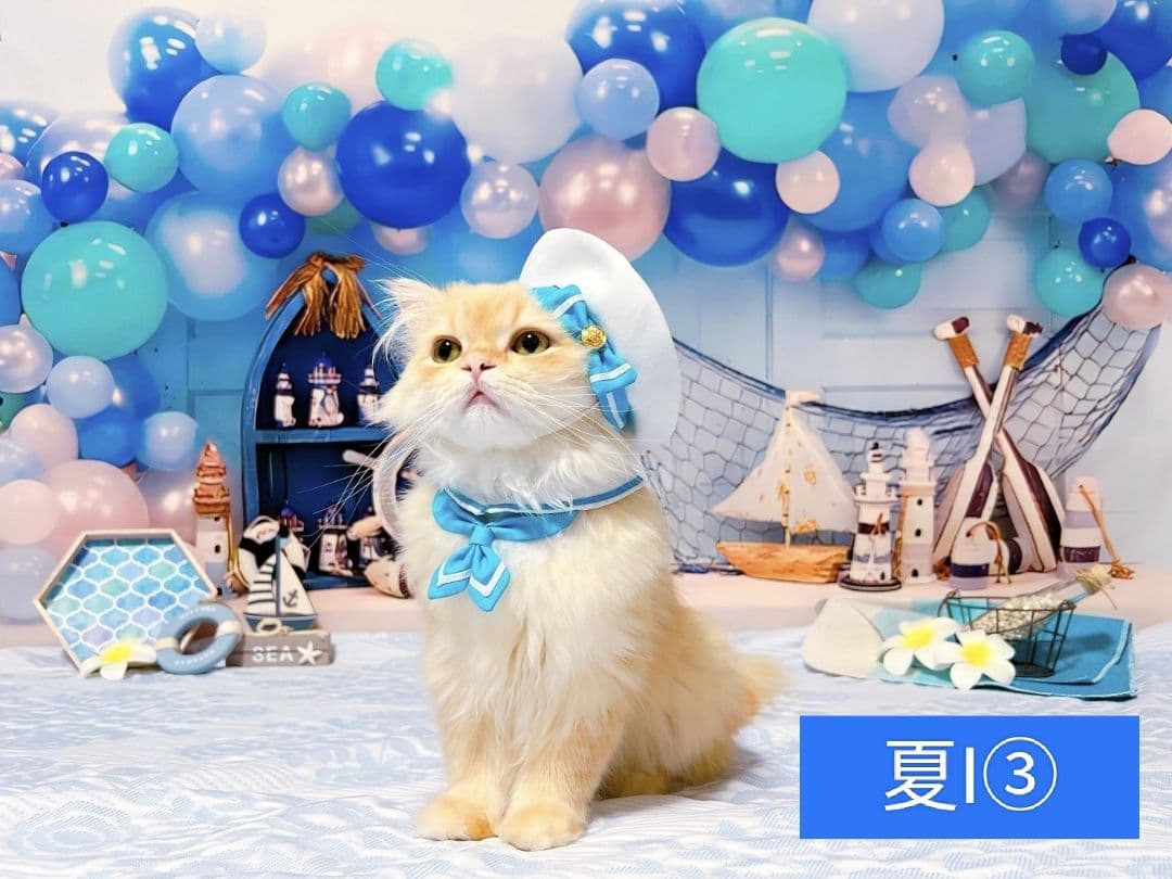 背景布　【　紫陽花A　】　サンプル　ニューボーンフォトなどに♪