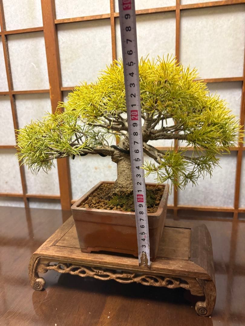 五葉松盆栽❗️見応えアリ❗️