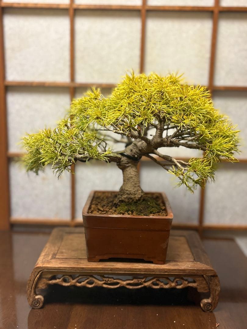 五葉松盆栽❗️見応えアリ❗️