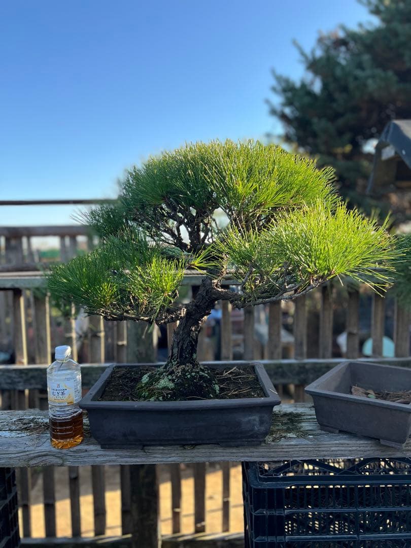 赤松　中品　極上　極松