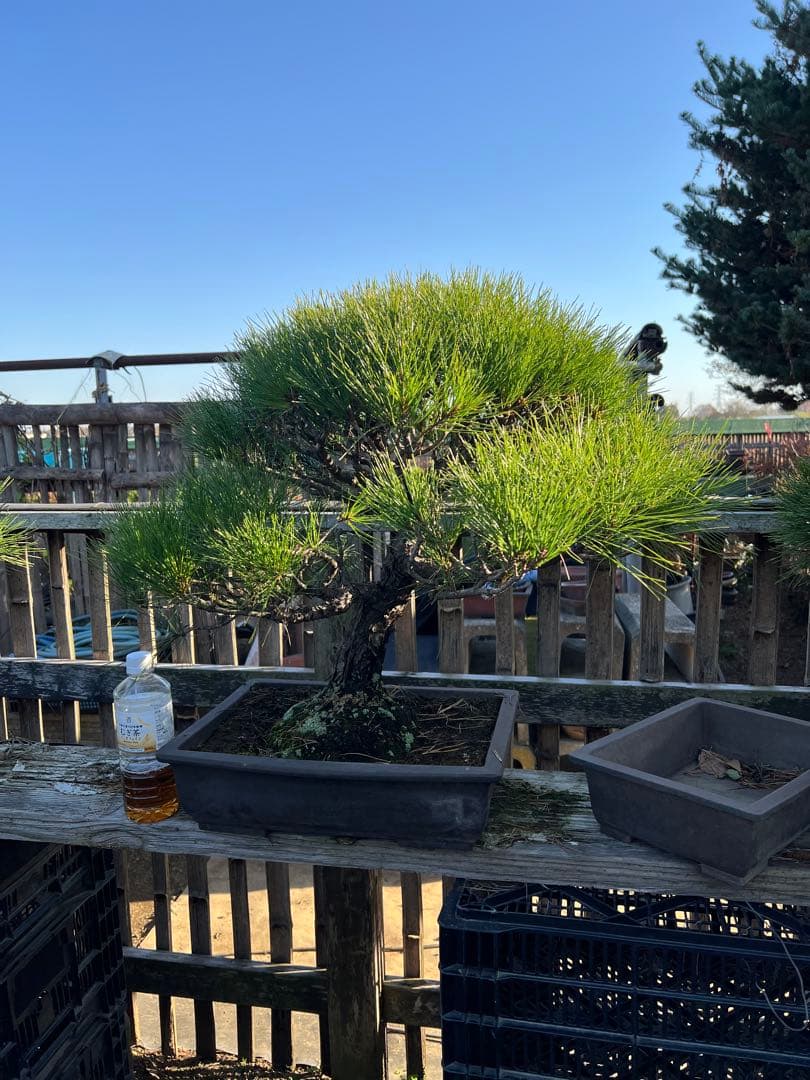 赤松　中品　極上　極松