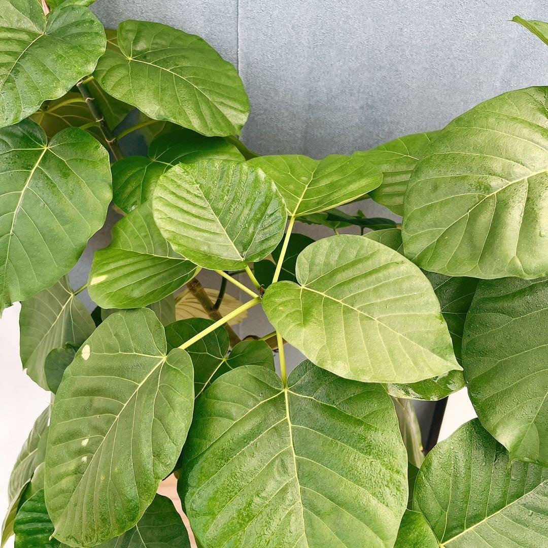 ［現品］22番　フィカス　ウンベラータ　8号　観葉植物　室内　大型　ゴムの木