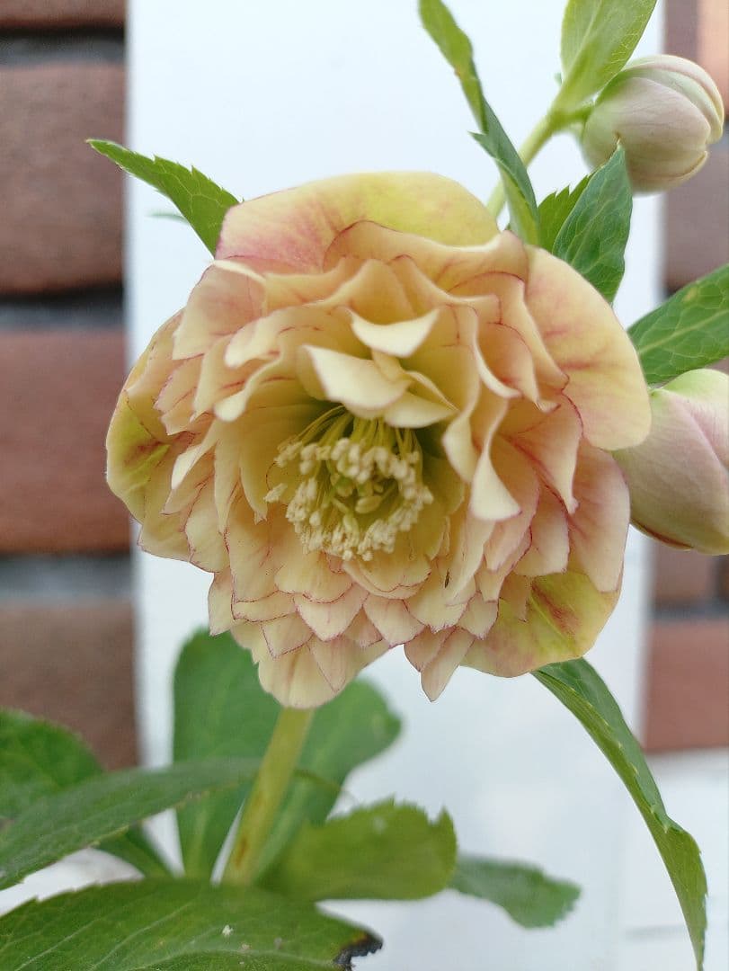 クリスマスローズ　dd　アフロディーテプリマベーラ