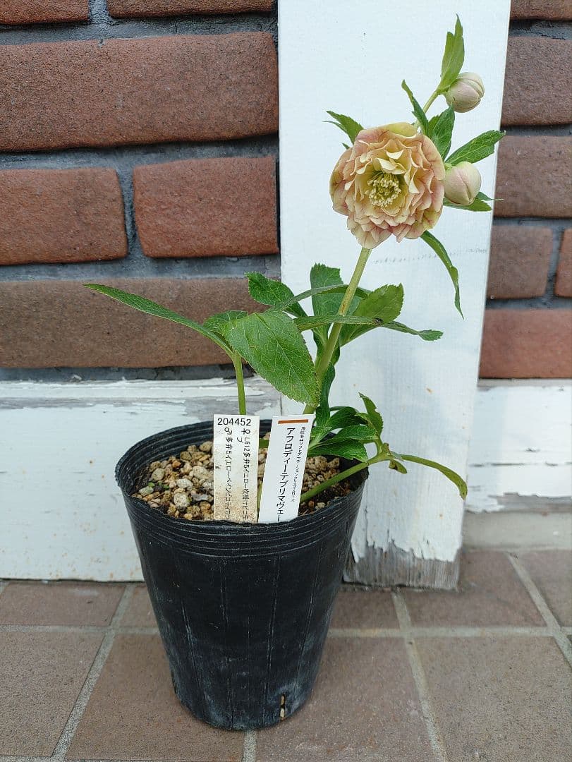 クリスマスローズ　dd　アフロディーテプリマベーラ