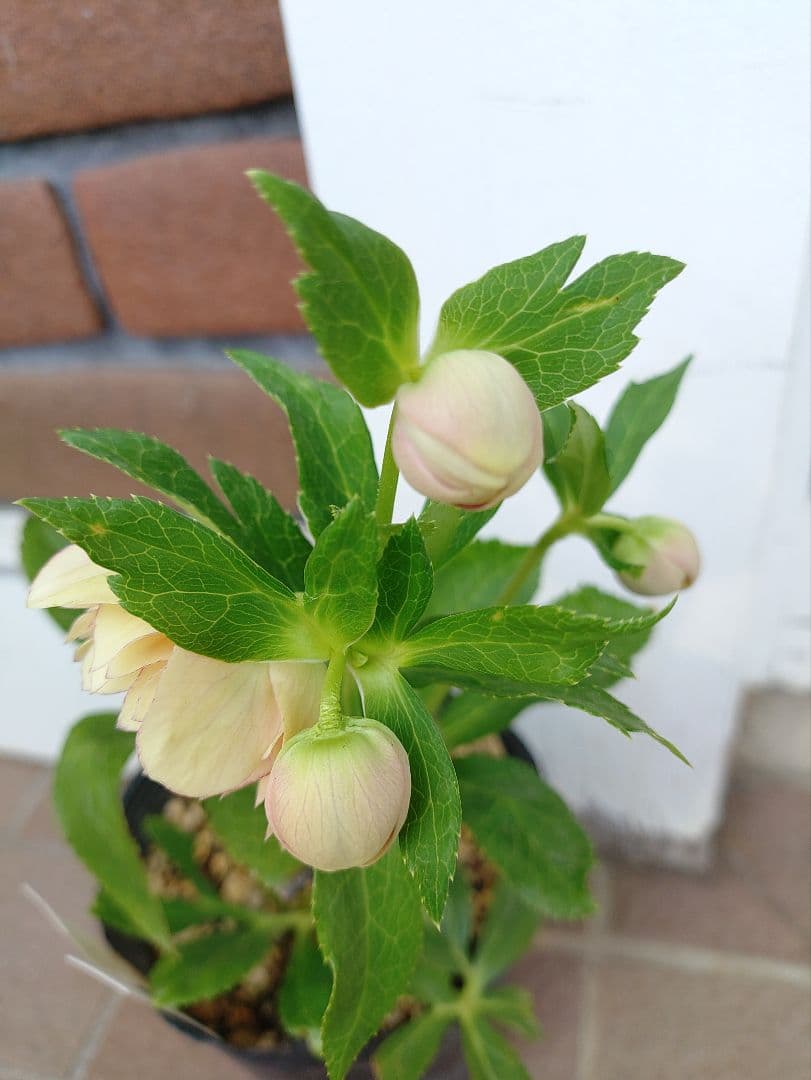 クリスマスローズ　dd　アフロディーテプリマベーラ