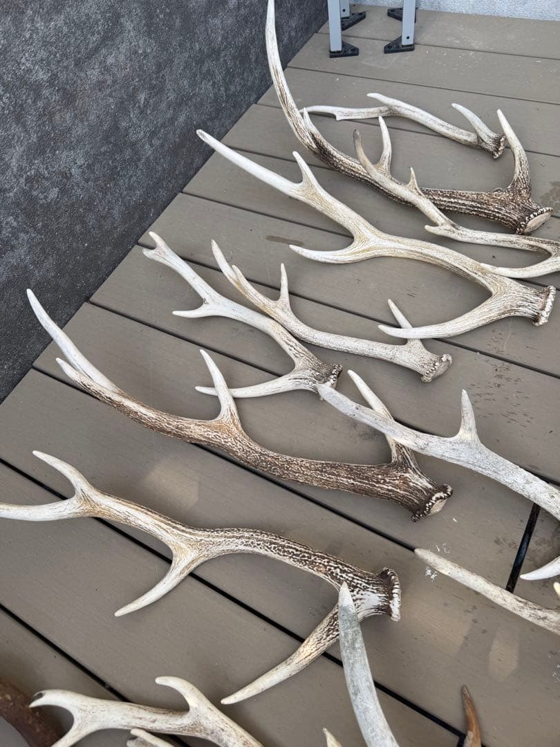 鹿の角 置物 インテリア装飾