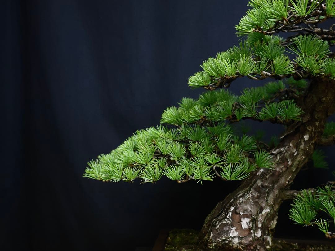 medabon 逸品 五葉松 山採り 太幹 盆栽 模様木 樹高60cm