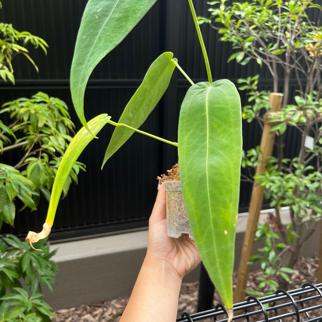 専用　154 warocqueanum Esmeralda アンスリウム