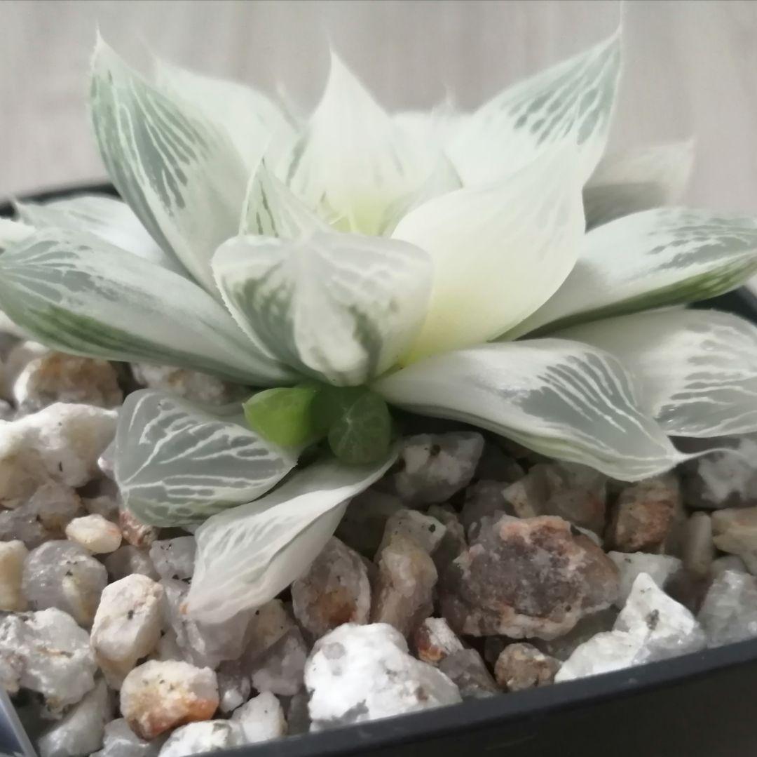 ハオルチア　白蛇伝（中苗　子株つき）