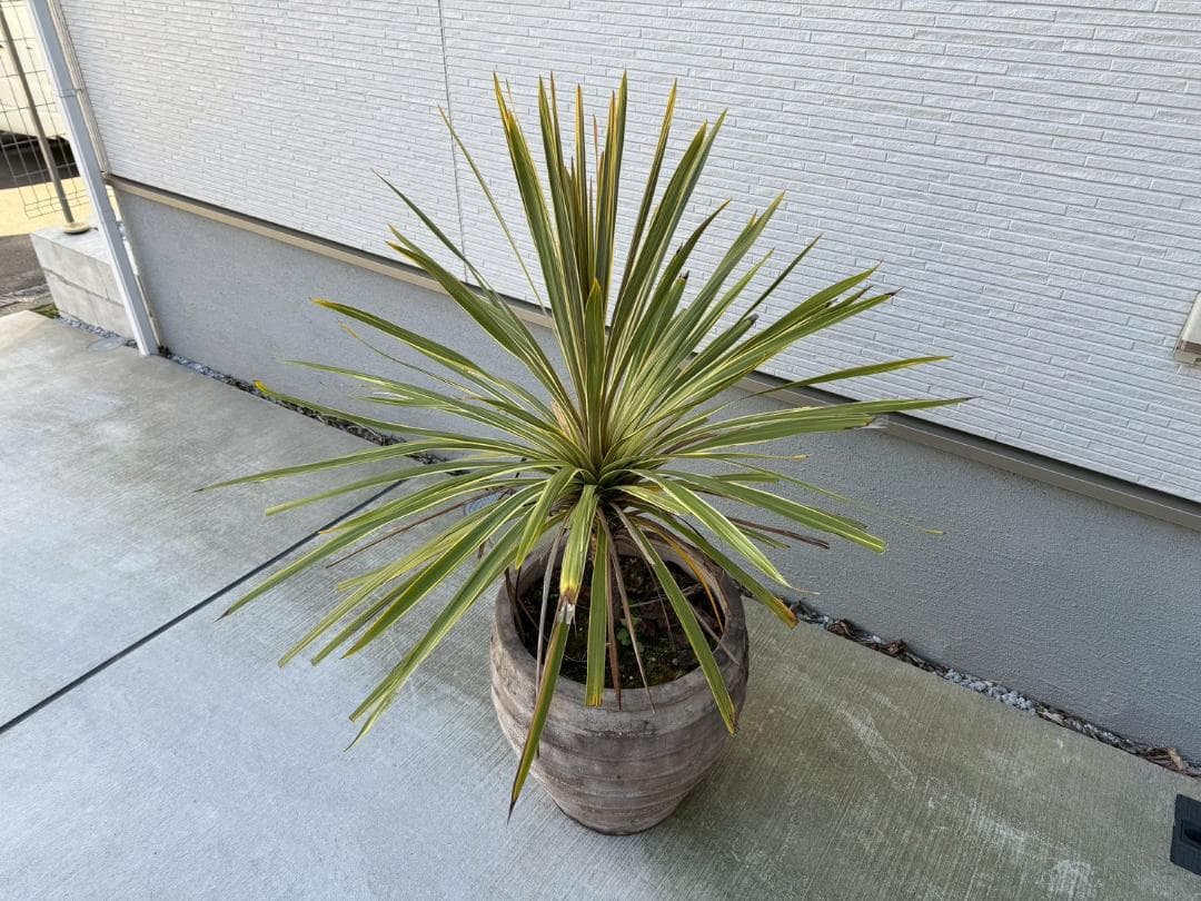 ☆展示品☆現品　コルジリネ　ト―ベイダズラー　ドラセナ　約135cm　引取限定