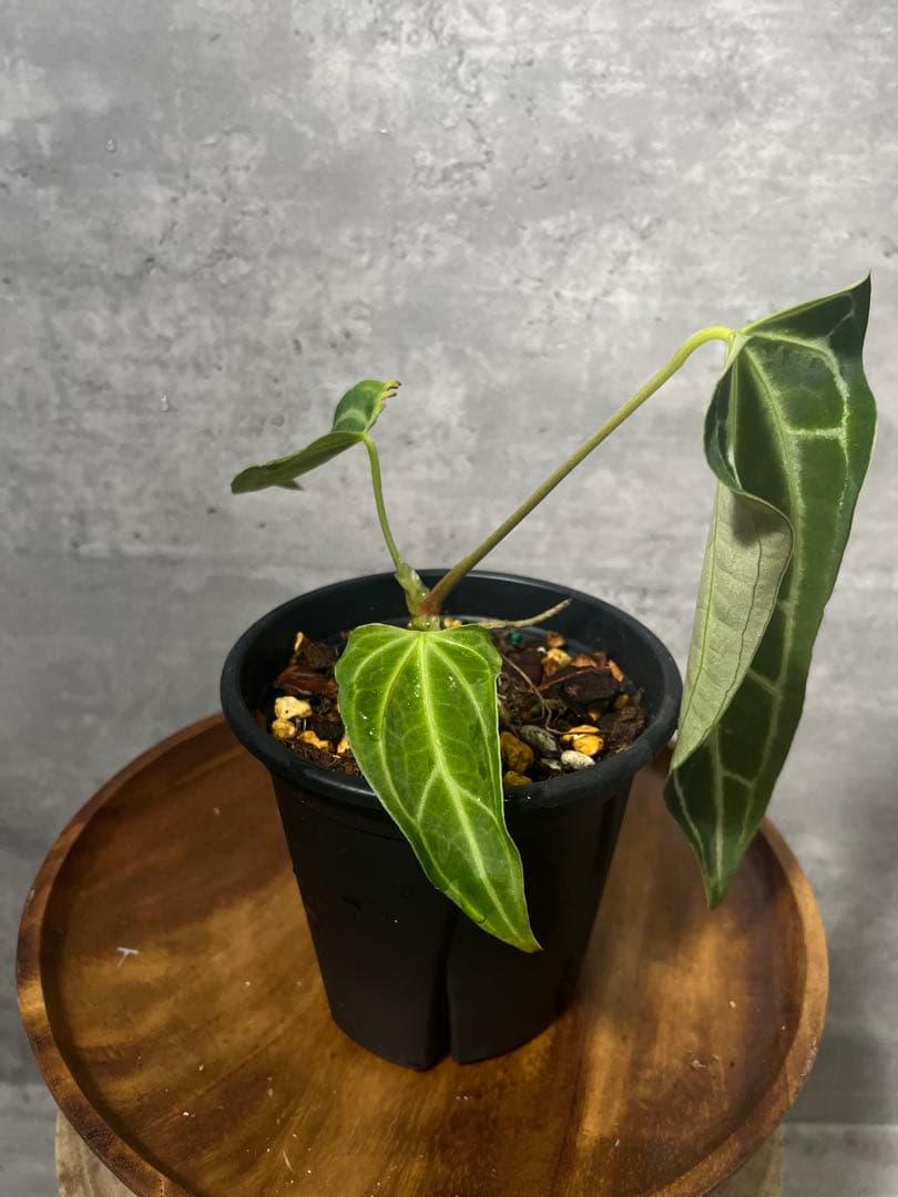 アンスリウム FTG S2