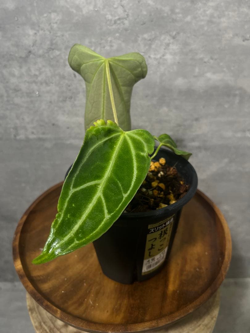 アンスリウム FTG S2