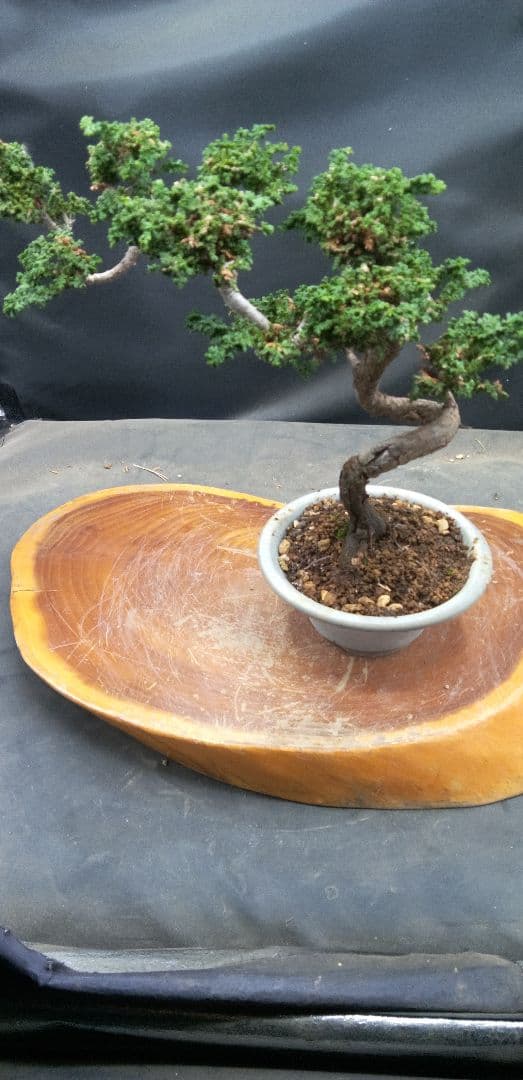 小品盆栽石化檜