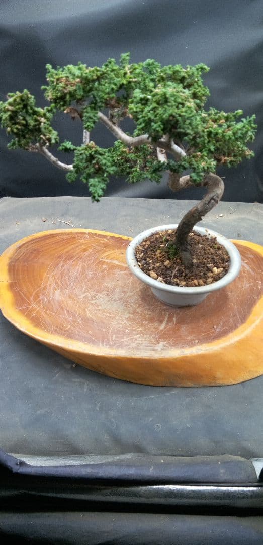 小品盆栽石化檜