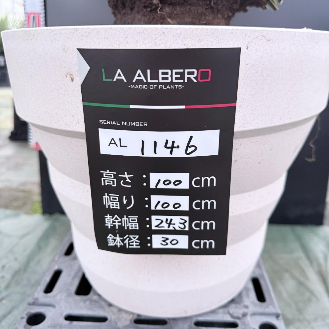 【AL1146】ユッカ　ロストラータ　ホワイト個体　【ALBEROホワイト祭り】