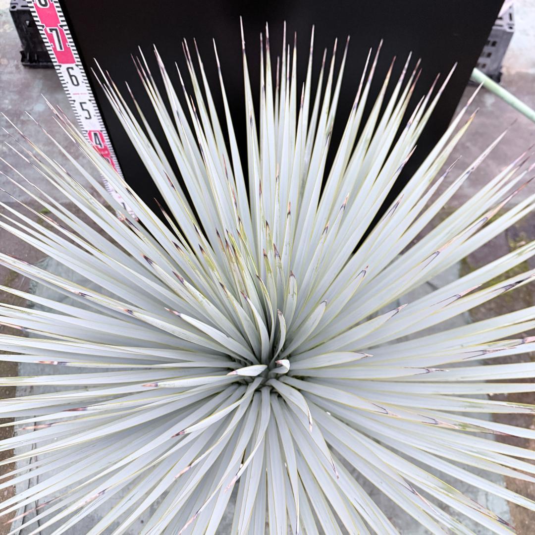 【AL1146】ユッカ　ロストラータ　ホワイト個体　【ALBEROホワイト祭り】