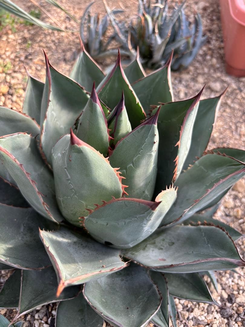 AGB33　アガベ　アリゾニカ　丸葉