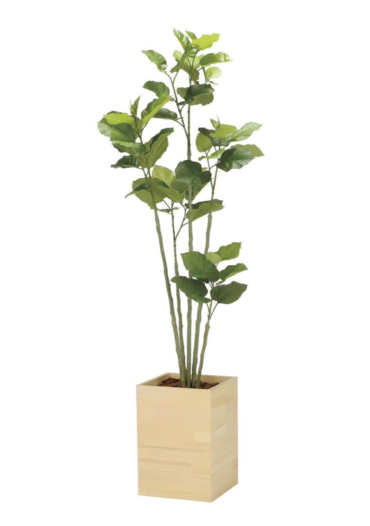光触媒　人工観葉植物　フェイクグリーン　ウッドボックスウンベラータ1.8m