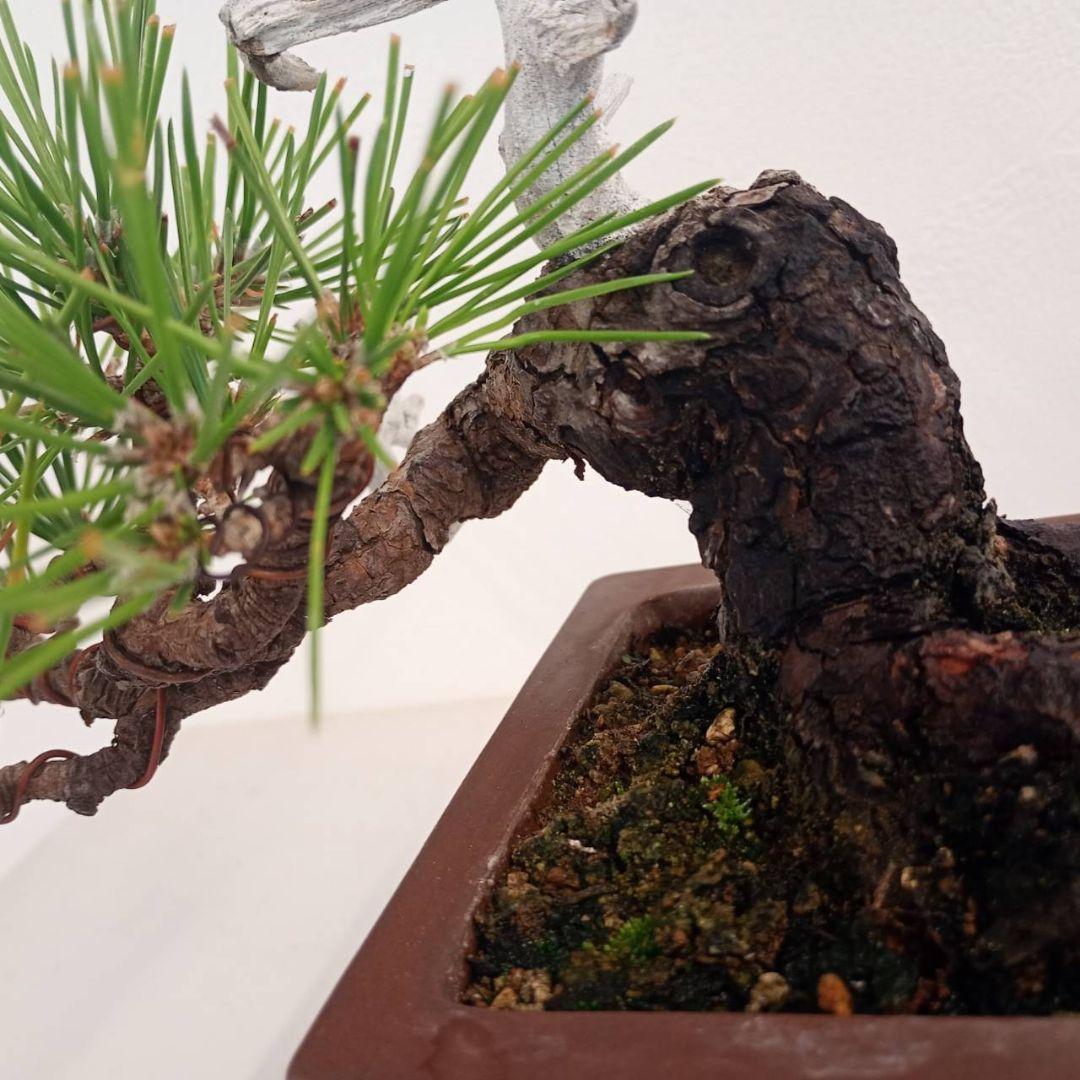 盆栽 黒松 樹高鉢底から天じんまで約17cm