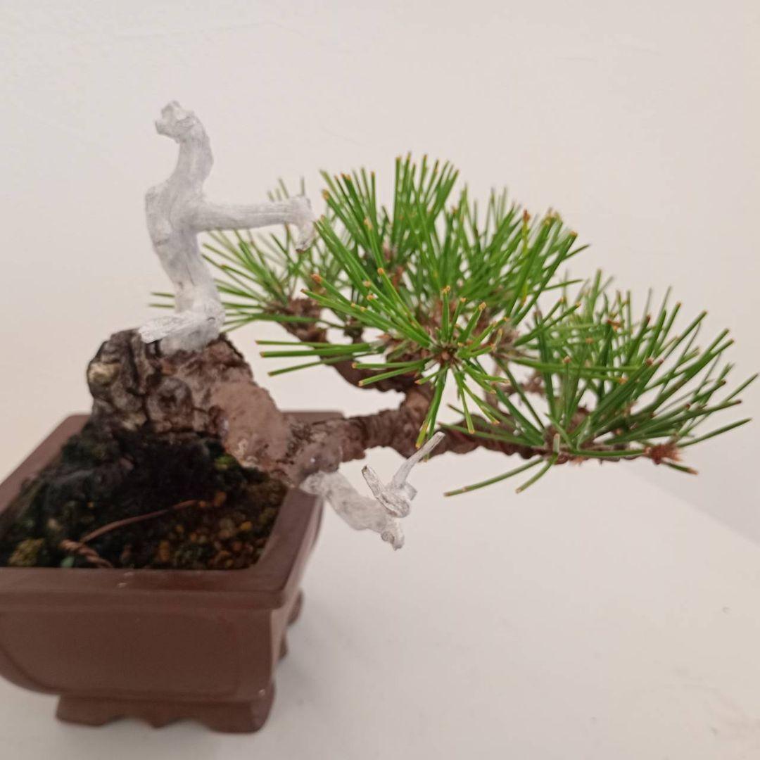 盆栽 黒松 樹高鉢底から天じんまで約17cm