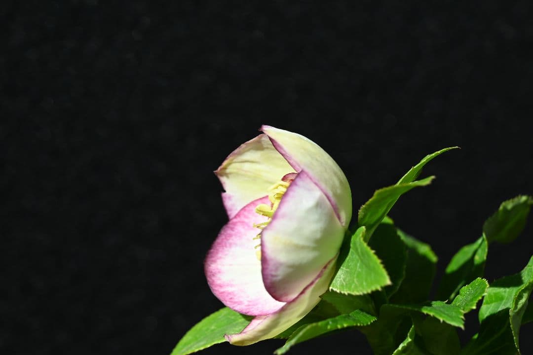 クリスマスローズ　認定モーリーバイカラー　加藤農園