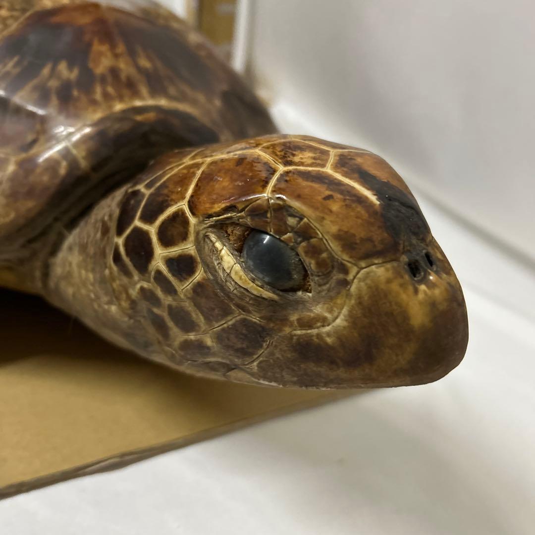 アオウミガメの剥製　〔国際希少野生動植物種登録票有り〕