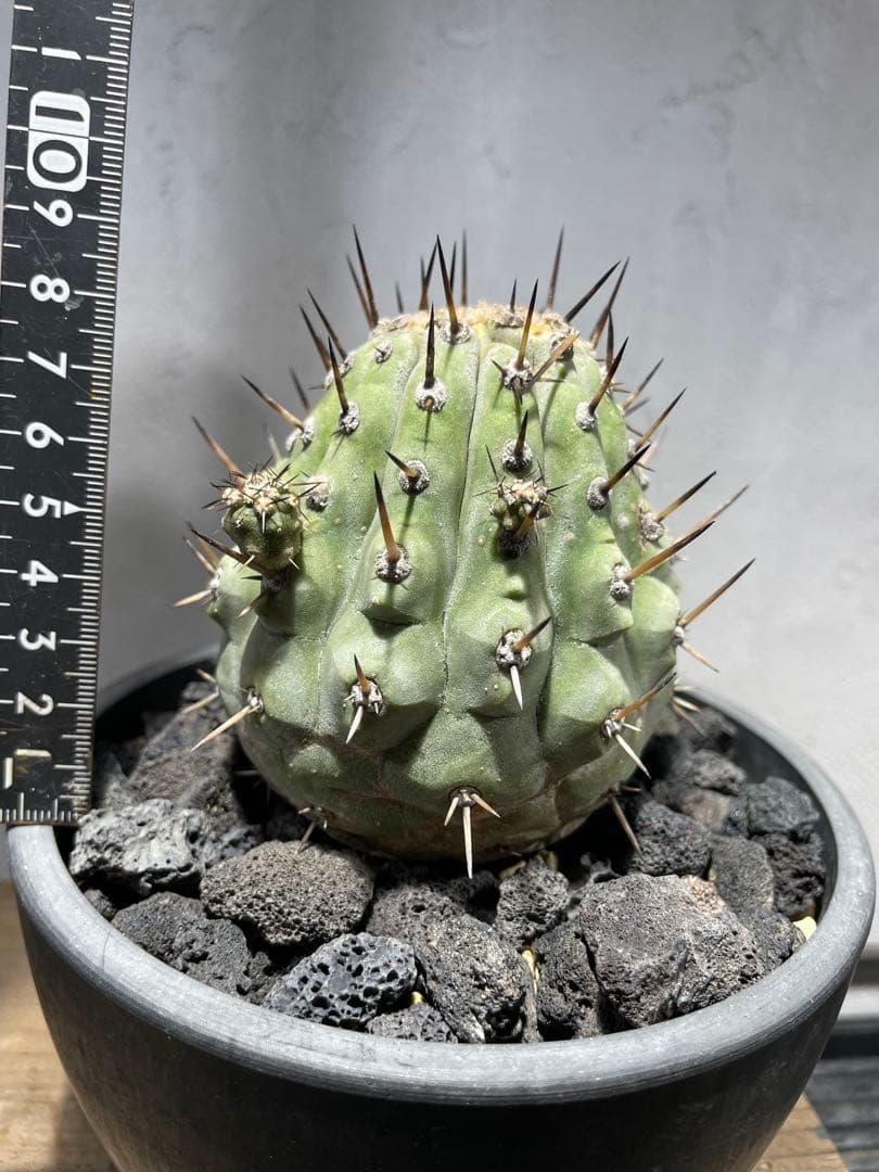 g*n様 黒王丸(2個子株付き)