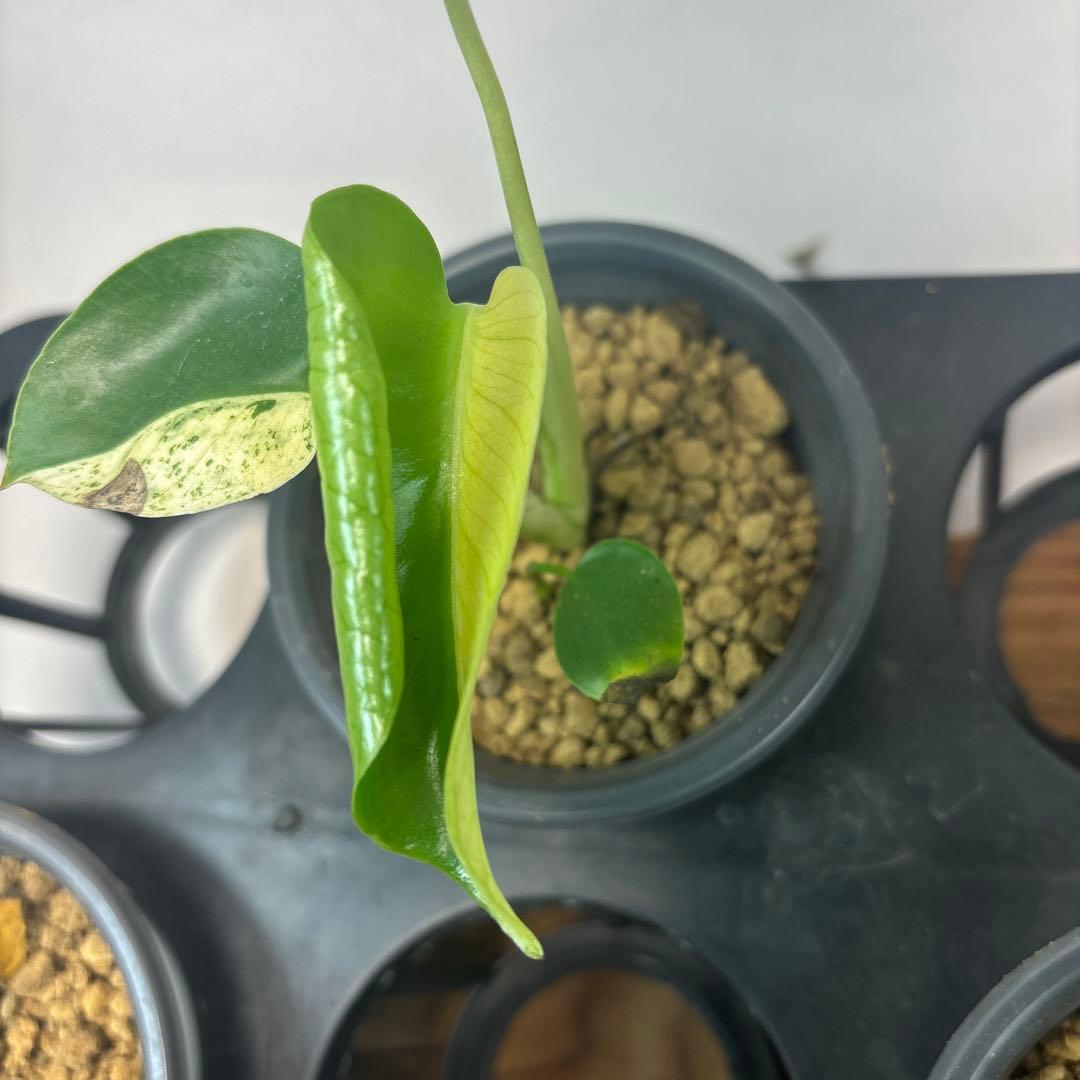 ア*)様 5株セットL036 【特別選抜】ホワイトモンスター／天津蘭 モンステラ