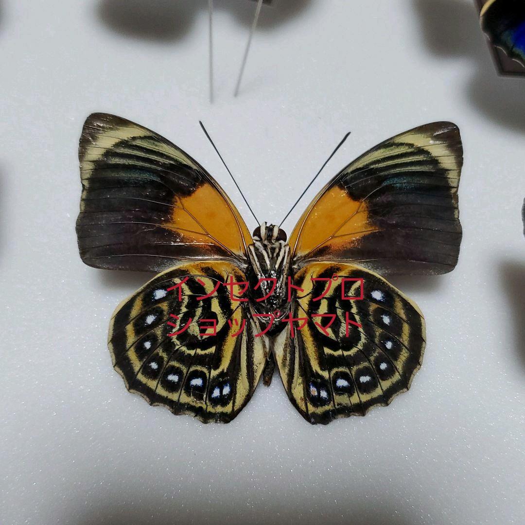 特別価格　コレクションシリーズ-アグリアス　ファルキドン　ルムルティー02