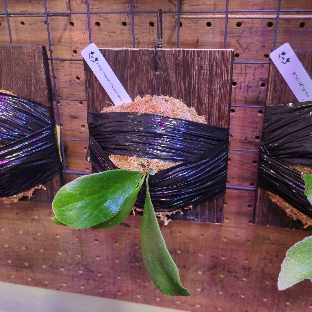 し*け様 【2/7(土)迄】7品種セット/ビカクシダ