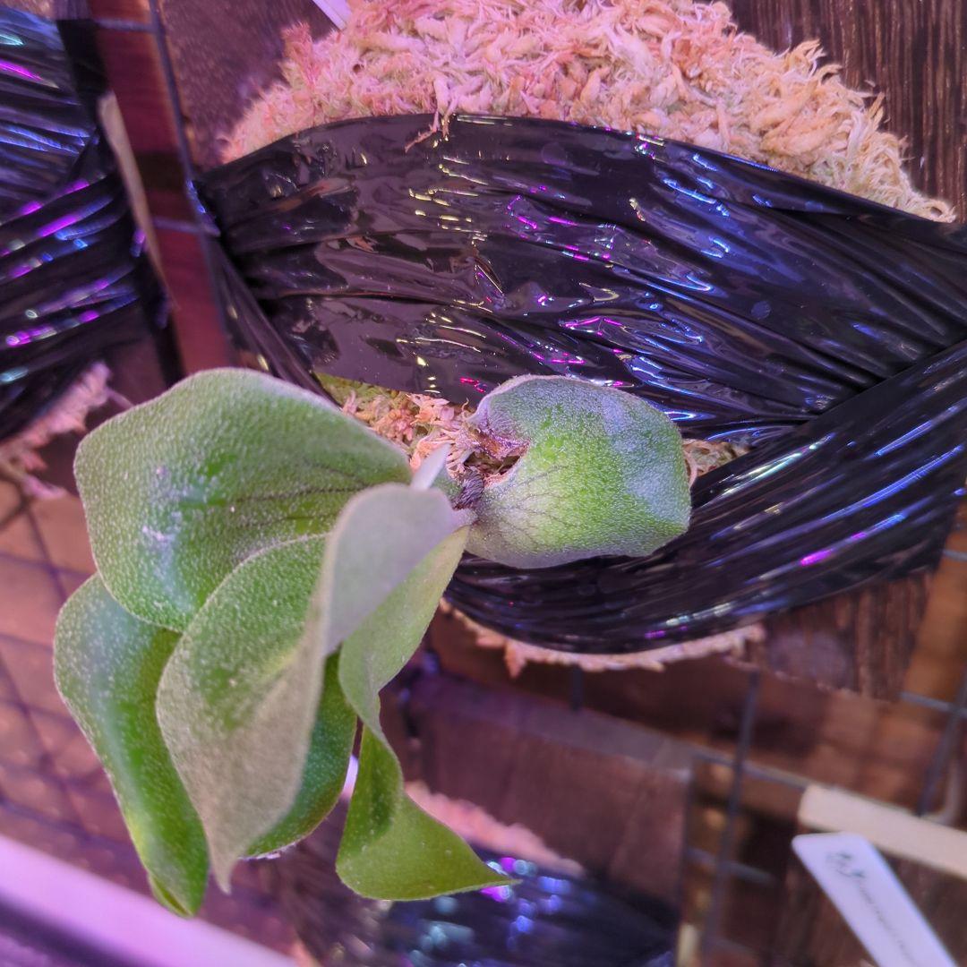 し*け様 【2/7(土)迄】7品種セット/ビカクシダ