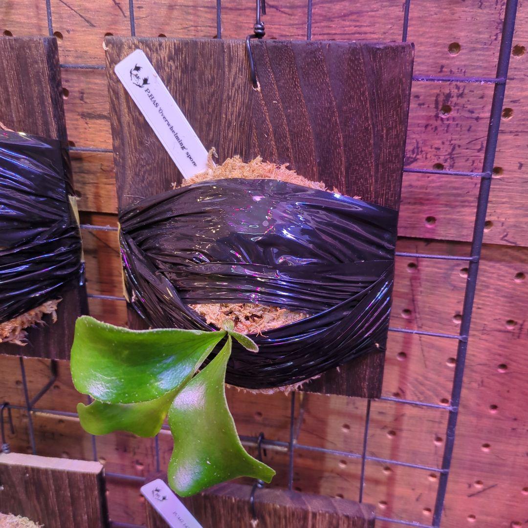 し*け様 【2/7(土)迄】7品種セット/ビカクシダ