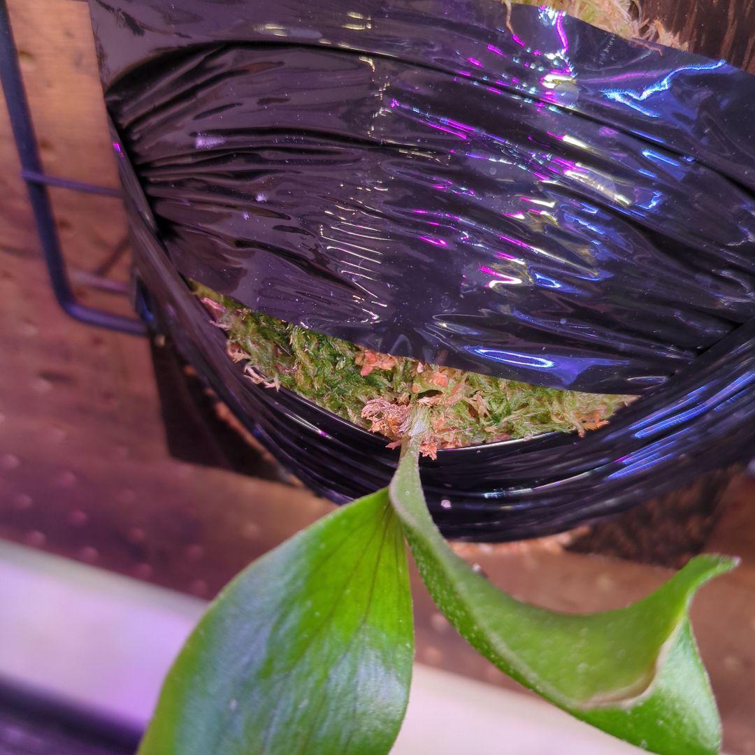 し*け様 【2/7(土)迄】7品種セット/ビカクシダ