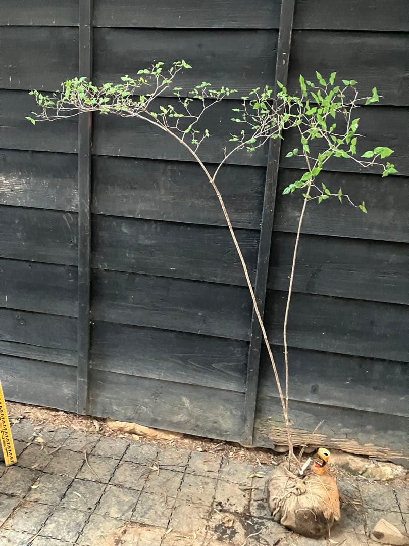 20 山採り　オトコヨウゾメ