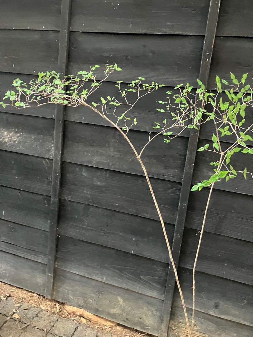 20 山採り　オトコヨウゾメ