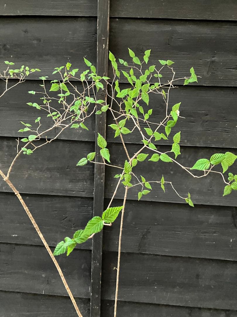 20 山採り　オトコヨウゾメ