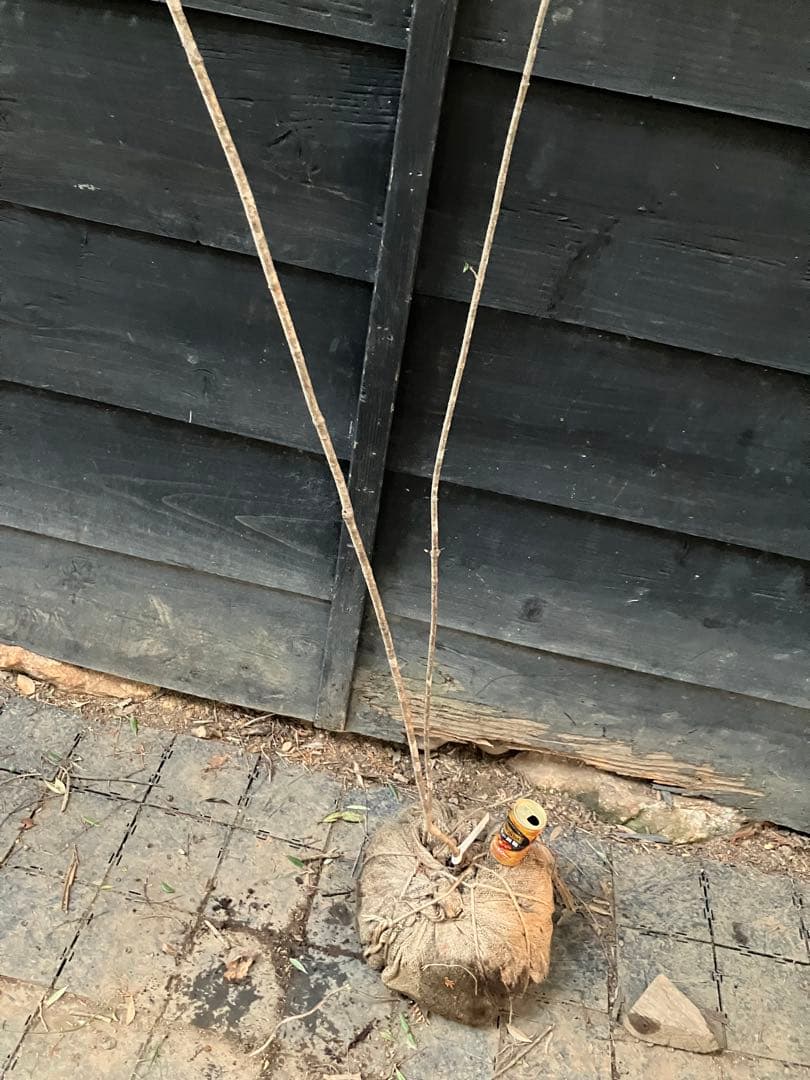 20 山採り　オトコヨウゾメ