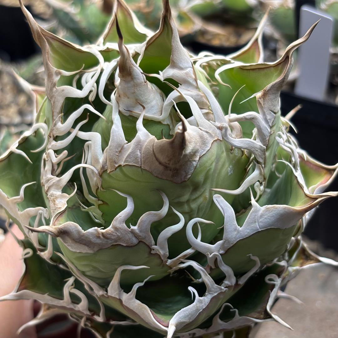 【雛のの】アガベ　悪魔的オアハカ　親株