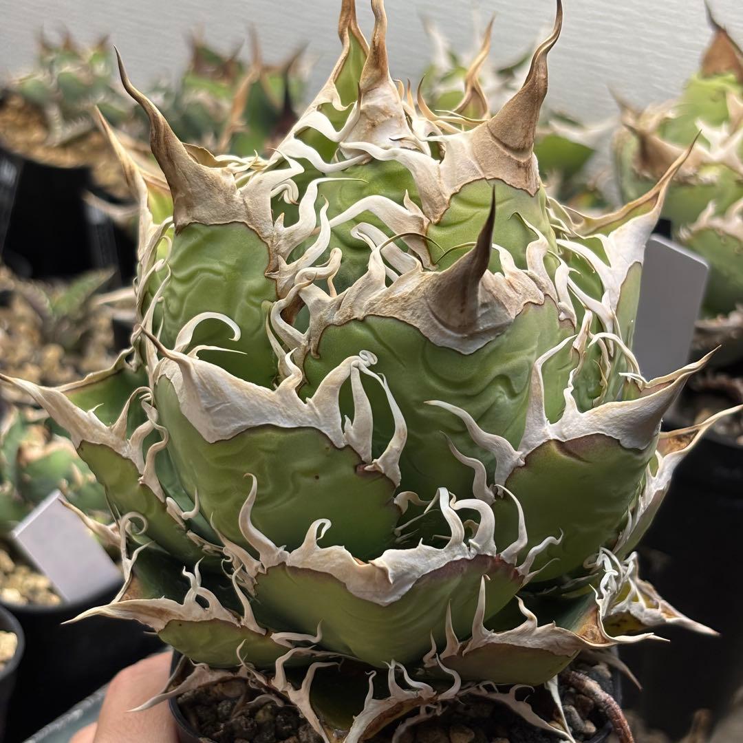 【雛のの】アガベ　悪魔的オアハカ　親株