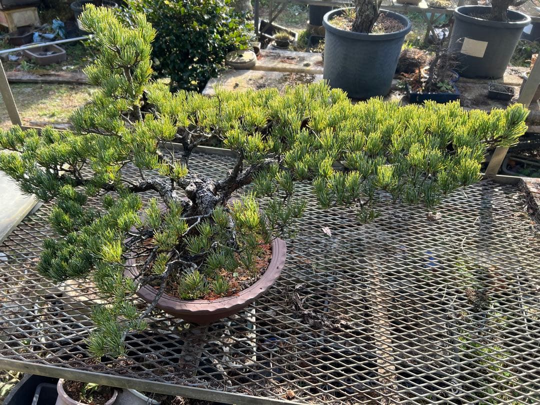 迫力の横幅 太幹の五葉松盆栽 樹形抜群・即展示可・一点物