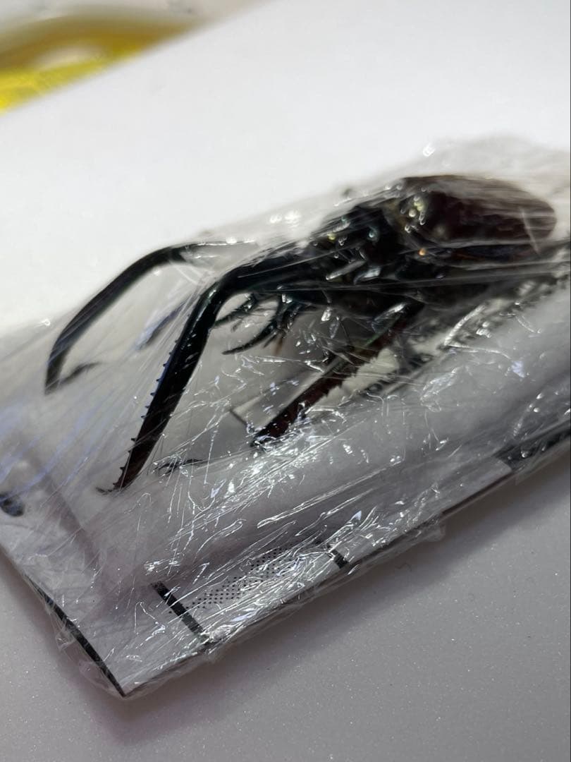 チリクワガタ　ホロメタリクス　標本