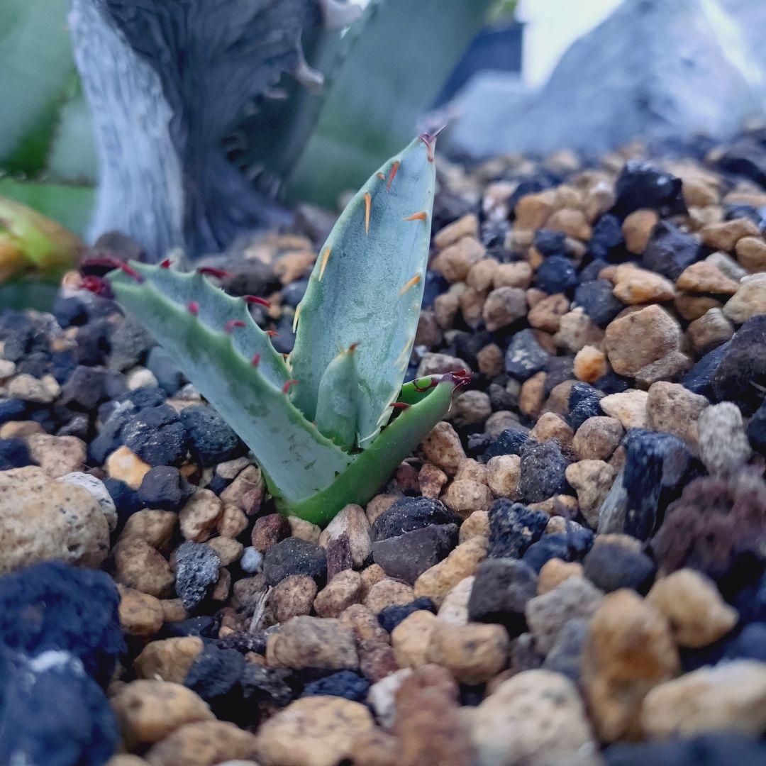 アガベ ゼブラスクエアトゥース 子株 発根あり