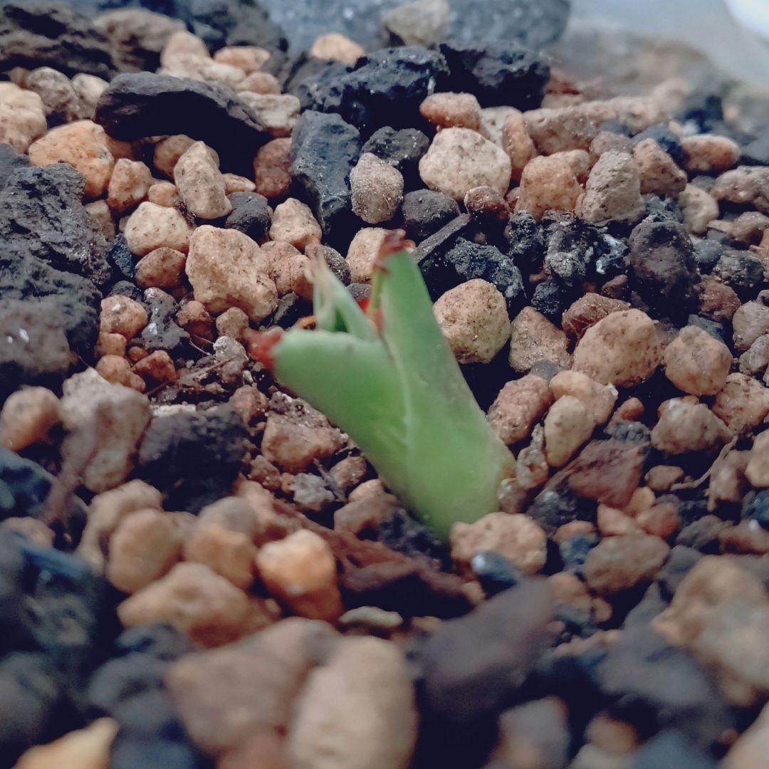 アガベ ゼブラスクエアトゥース 子株 発根あり