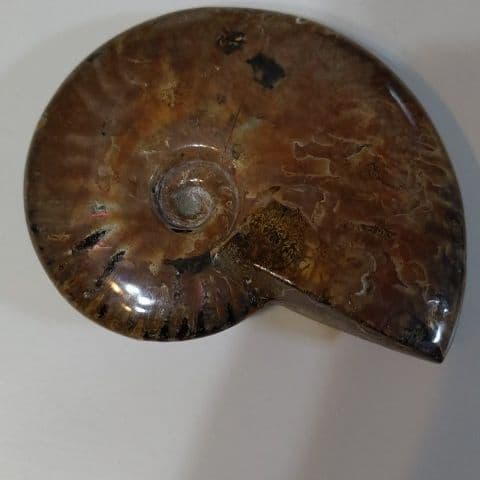 アンモナイト化石  550グラムBIG