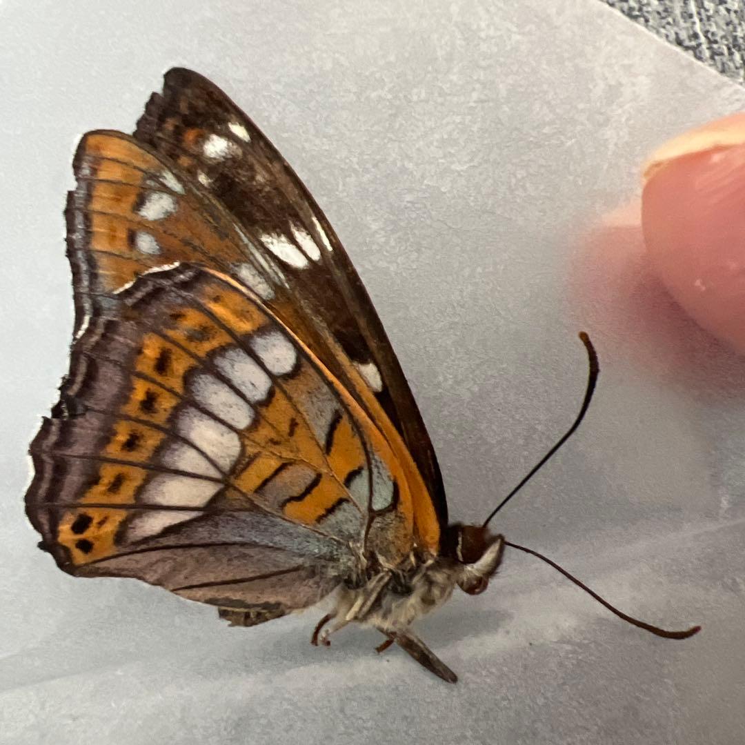 オオイチモンジ　モンゴル産10頭セット