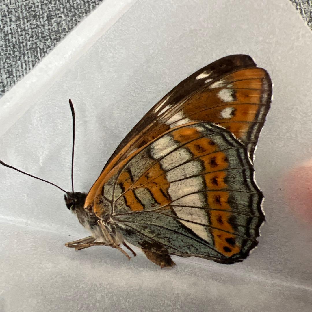 オオイチモンジ　モンゴル産10頭セット