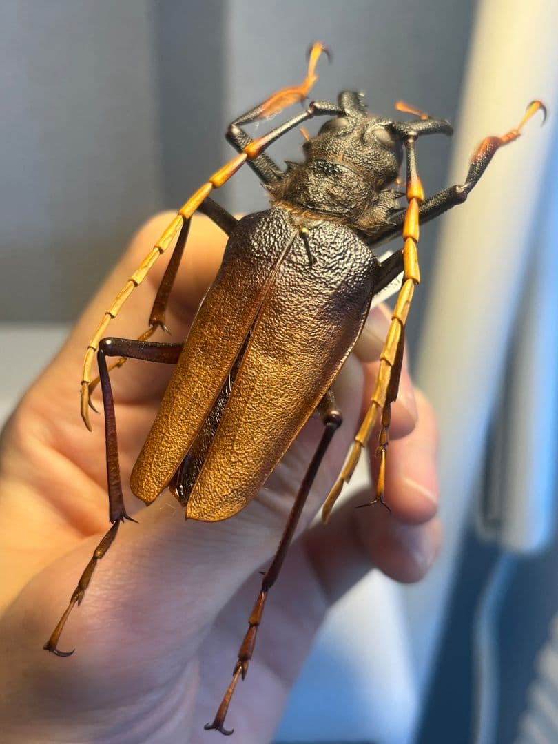 【70mm】アントンルリオニノコギリカミキリ 　昆虫標本